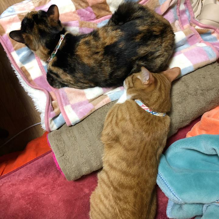 E2bc7f4a 5366 4719 b61e 57ed3852ec2f 1578047098155