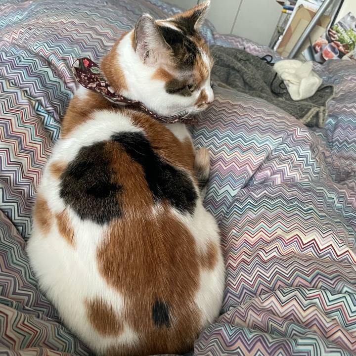 E2bf70ae a803 4297 9aeb 5956f9d4806b 1765928283339