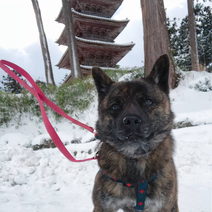 E2c1763f 7662 4eef a5a9 88c658cc54fc 1516847653233