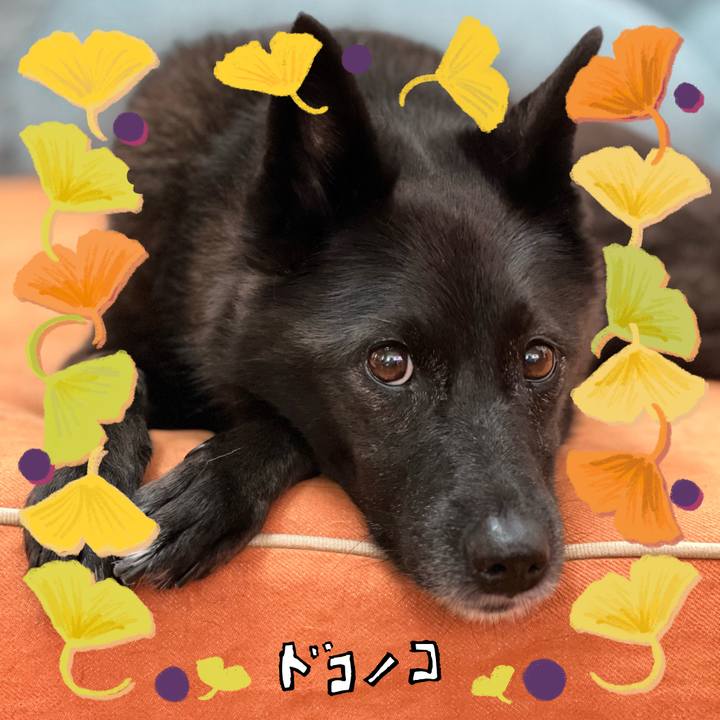 E2c2c5d9 8287 43f3 8319 2a4643ff3097 1729298490985