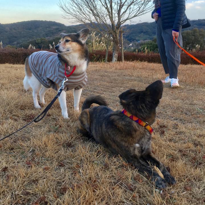 E2c4af49 62bb 4751 b9ea b77d7c25ed20 1516537674127