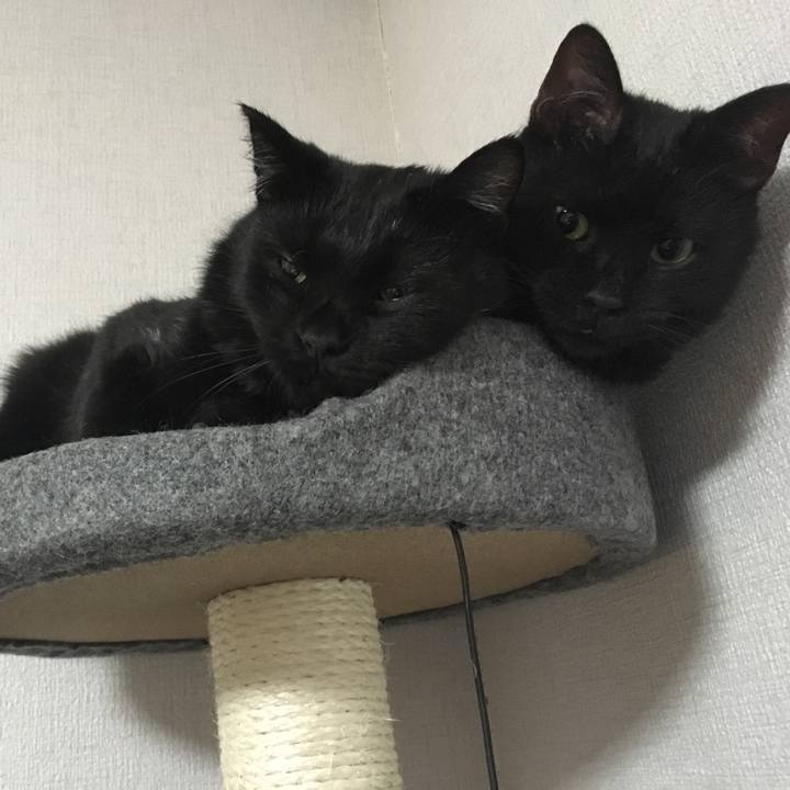 E2c4f12e e50d 4588 94dc f9bfdd8472ac 1532349749543