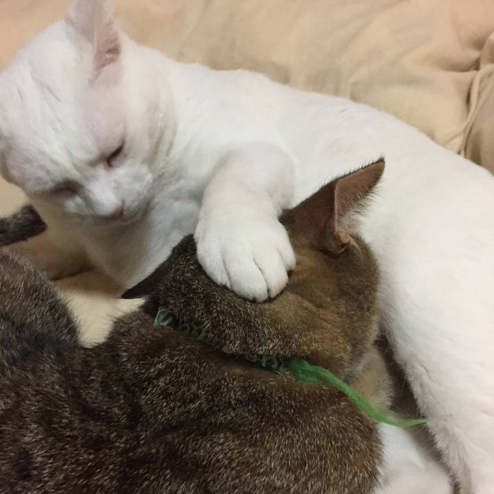 E2c6a8ae 7a2e 42d1 a8cb 795ab3d9eab1 1542058248646