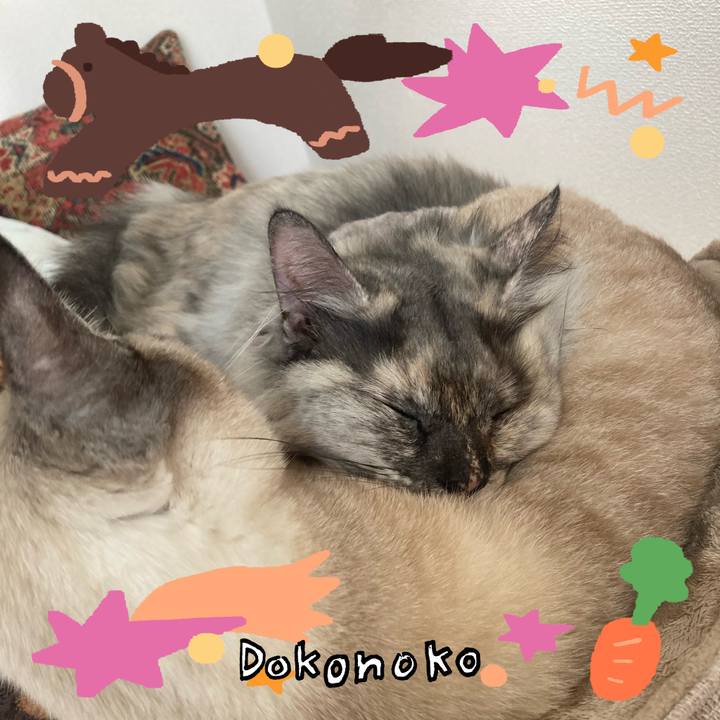 E2c74e55 bdd3 46b2 a772 fcc7a66bc0ce 1772256126003