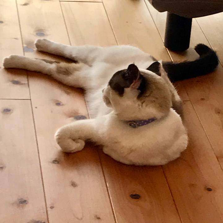 E2c89c8d a453 42b9 9685 e669df1ca83c 1553050159865