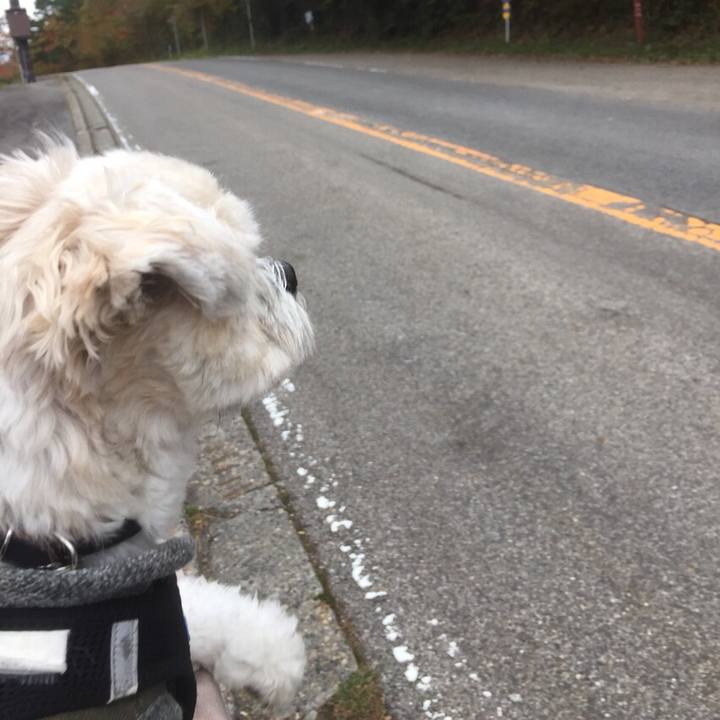 E2cc02bd 422c 4d35 a9da 240bc59d41f0 1510140185151