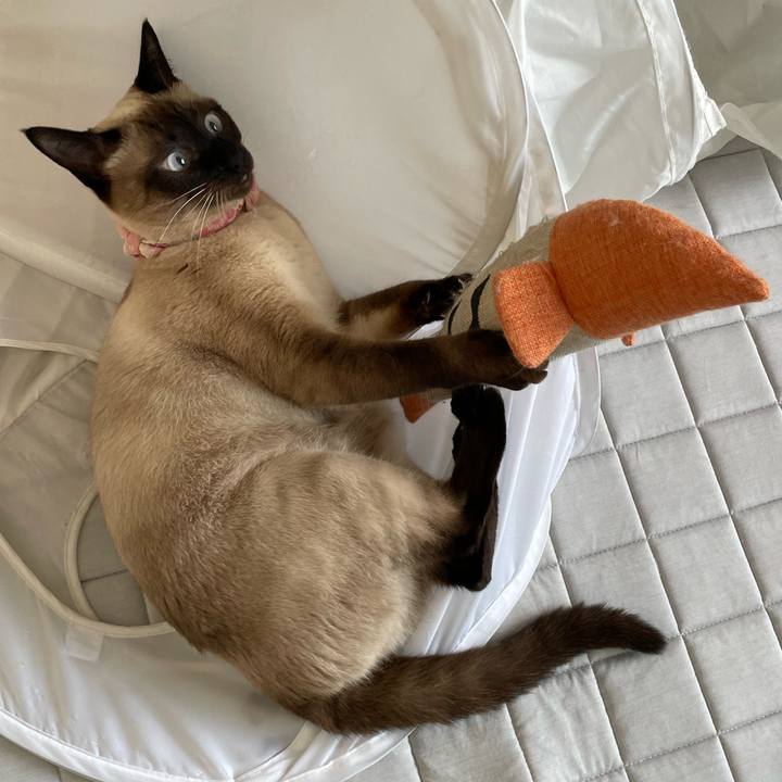 E2cef2e4 9d4c 4f40 8248 b766cdb9bf4c 1718488798160