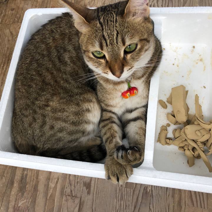 E2d11e1a c16c 4867 ac64 47ea47877e98 1656054985592