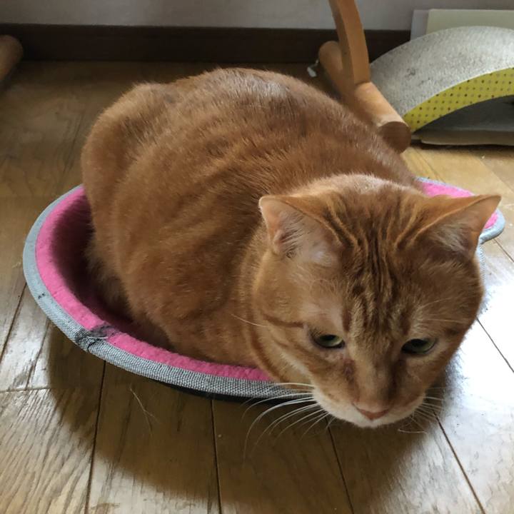 E2d19a29 1cdb 4c0f ae3a 53917ad4e003 1617916105204