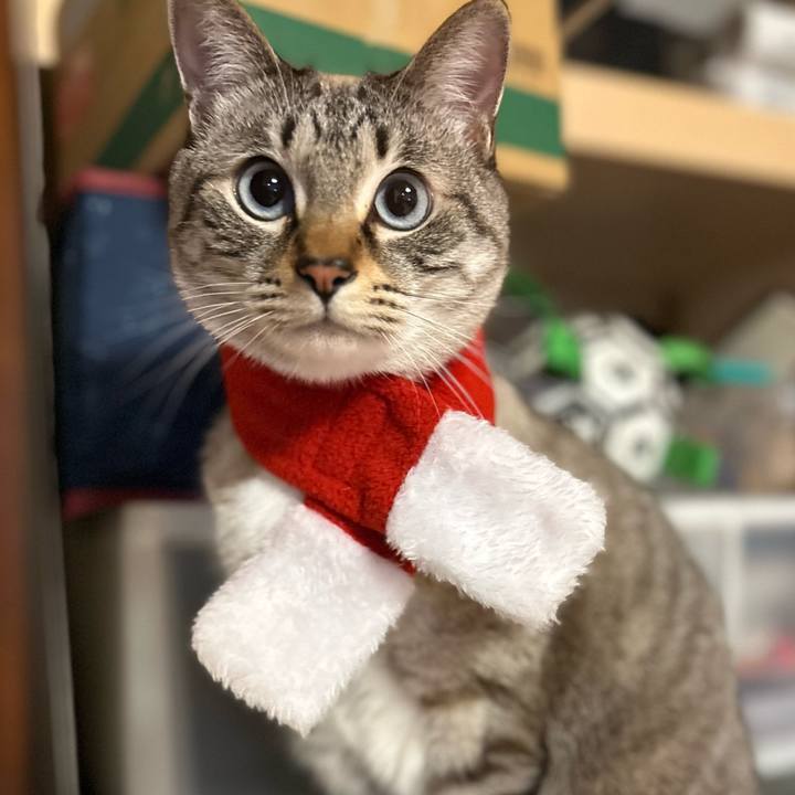 E2d2eee4 fce2 4c3d a9f9 cd808f3dc89d 1703424897071