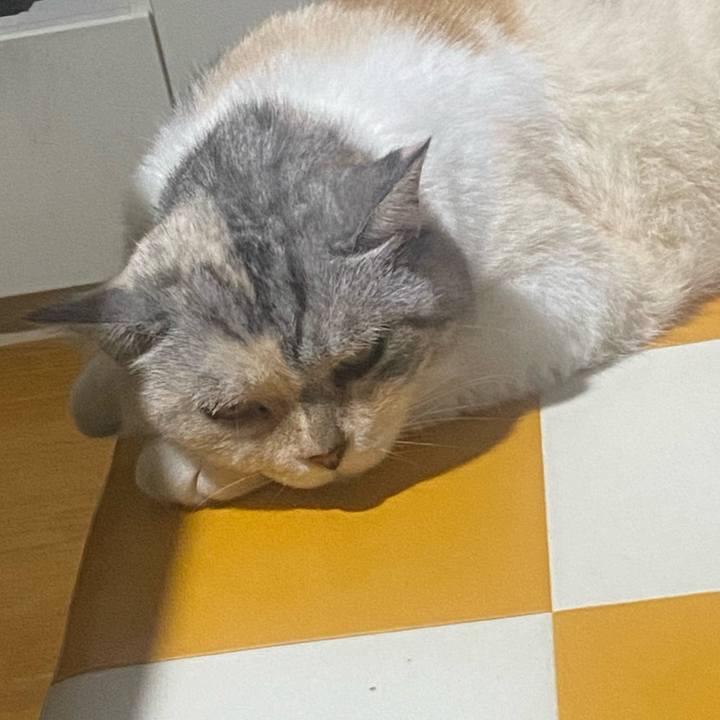 E2d51ae3 dac2 4f9c b2ea d15eb04eb5ce 1750932427863