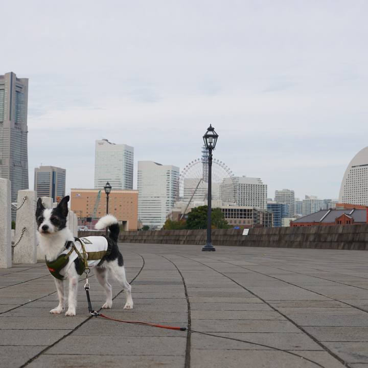 E2d8cf79 f920 4222 af29 2786c87f106d 1603186110757