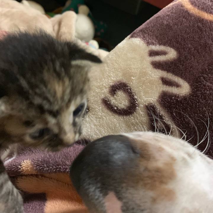 E2da97dd 37d0 48f0 bc99 4539b2fb825d 1555548584536