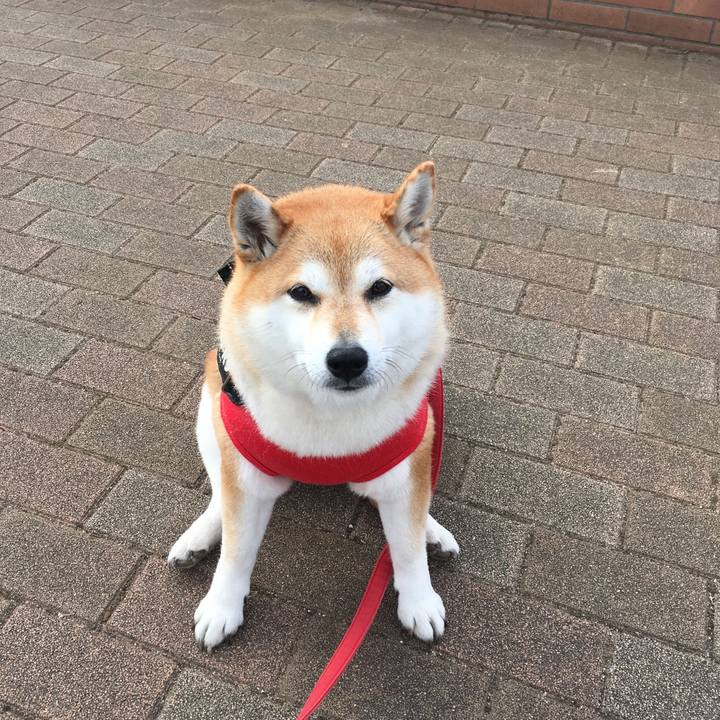 E2dcce74 764e 47b8 9e3e b658d68a669a 1606612115223