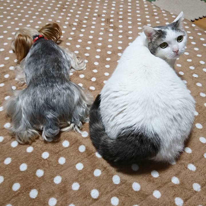 E2dd5496 9808 4d4d a909 352758a2809c 1542889266054