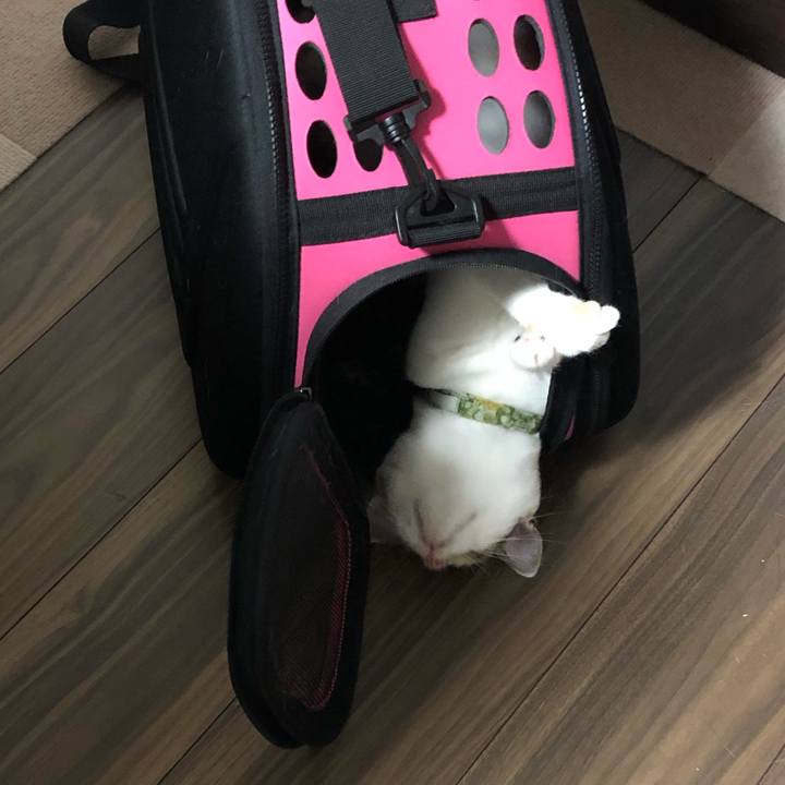 E2dedaf9 b831 4f52 9ea8 0c0a4eb30a14 1597237537440