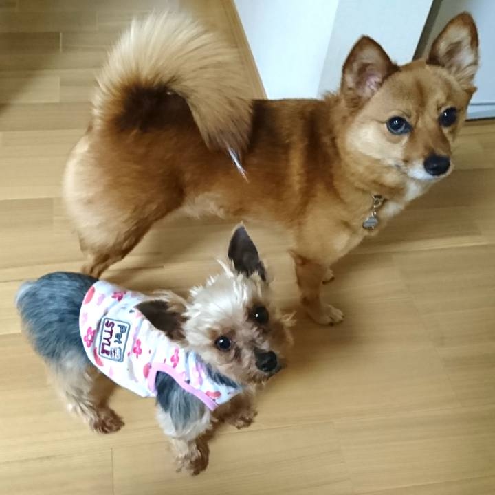 E2e11353 7048 4e06 b61b db024b2c96d7 1527547624792