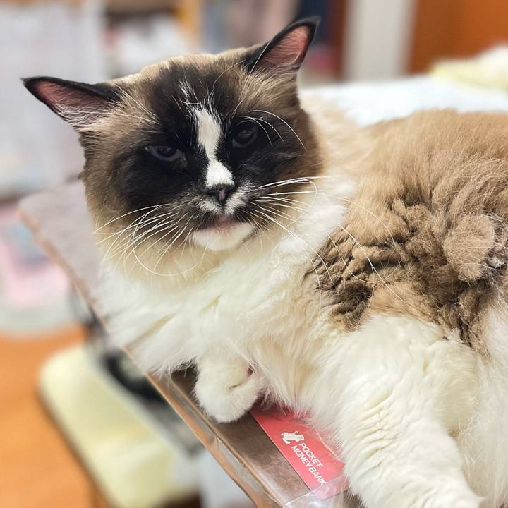 E2e31d11 1541 4e4e b28a e9f207123480 1749823627757