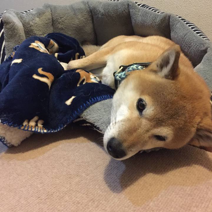 E2e50963 db26 4c40 89aa fe40faf87d6f 1511532931868