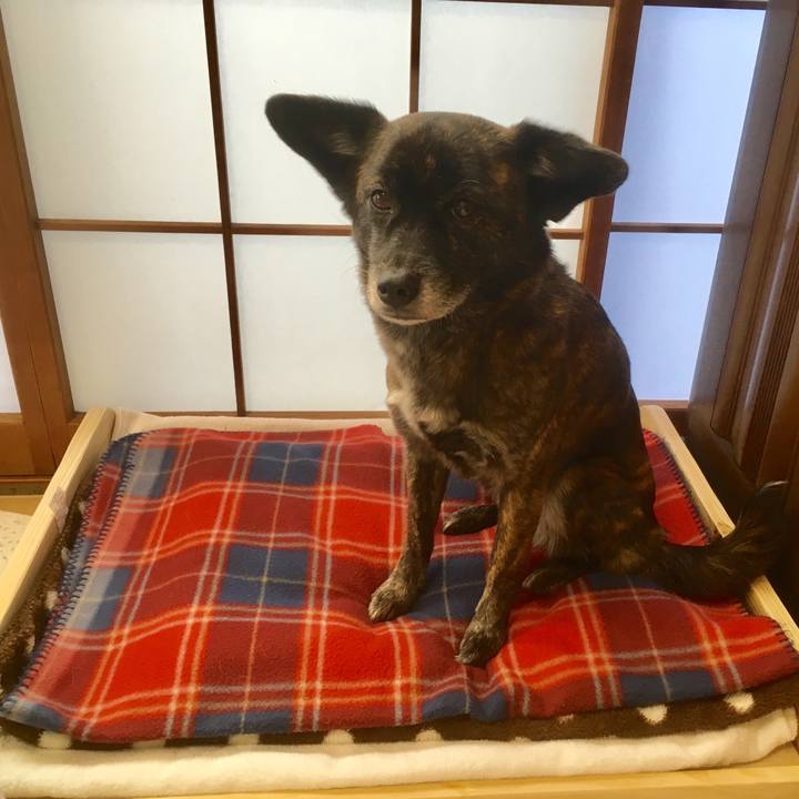 E2e5bdae fc22 47c2 a96d 2ee9d822c4b2 1546070184104