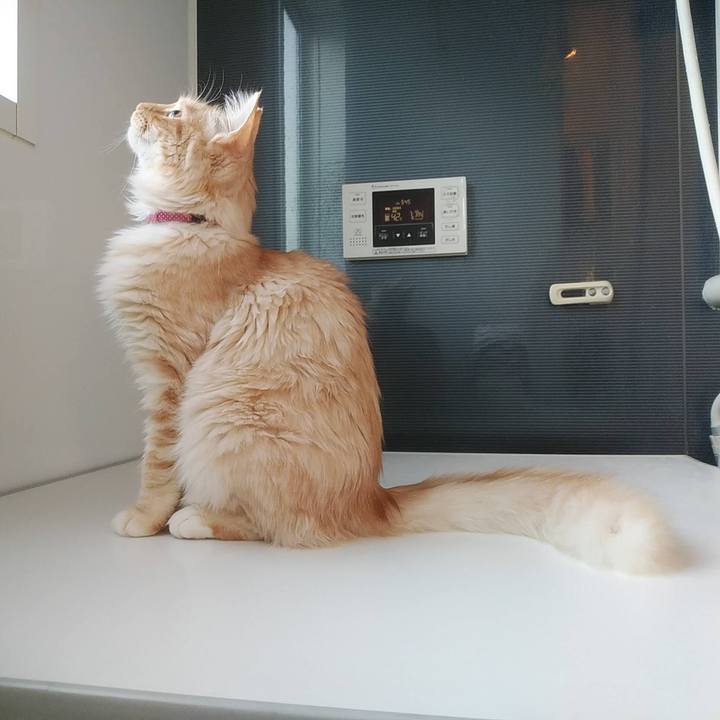 E2ea2256 1070 4a27 99c5 9f83adb5d905 1619445178472