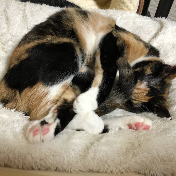 E2f19ef7 c3aa 4599 ad66 b819fbc1a61b 1603948610833