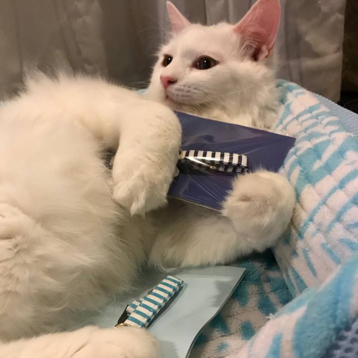 E2f31a8a 3316 4552 91b6 473b501bebd1 1525781566790