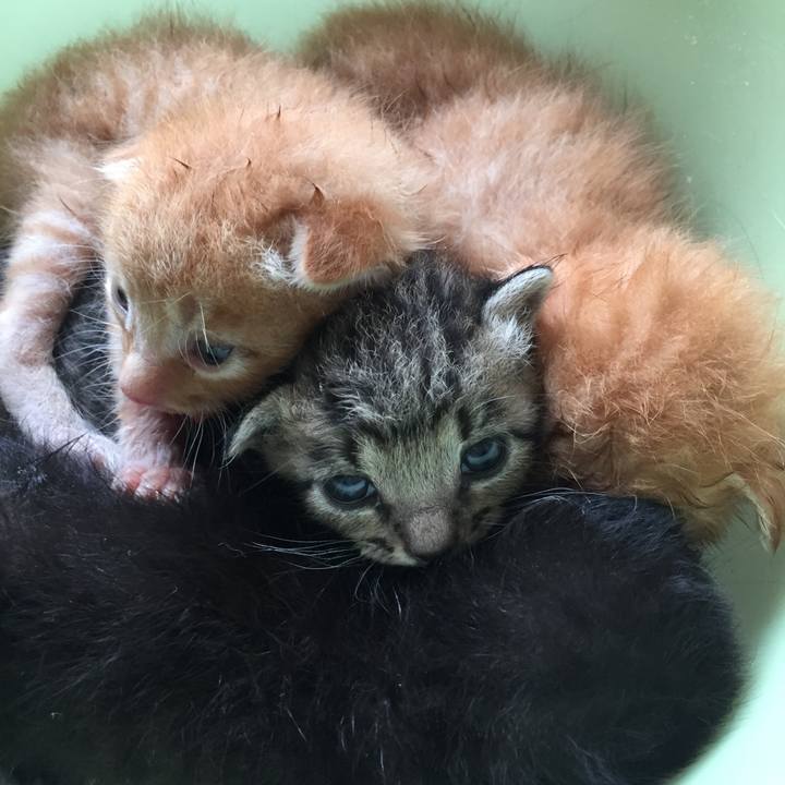 E2f4836a dec2 42a6 8780 7c32309a9068 1531545758474