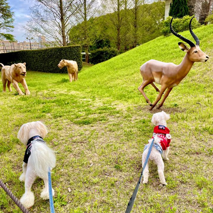 E2f4f2a7 c676 44d2 a41b bee5f71057ac 1617440317915