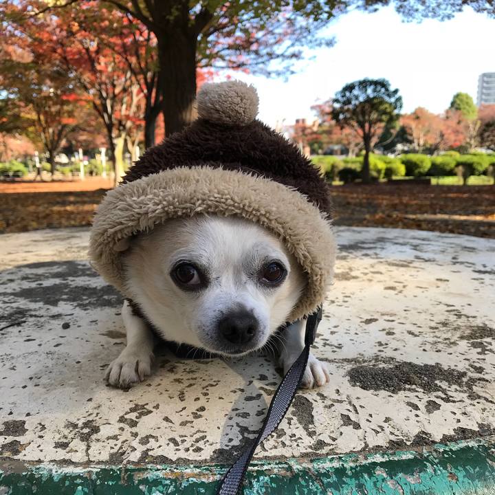 E2fc74eb c0e4 4899 9a76 55b8e17acf16 1510279781821