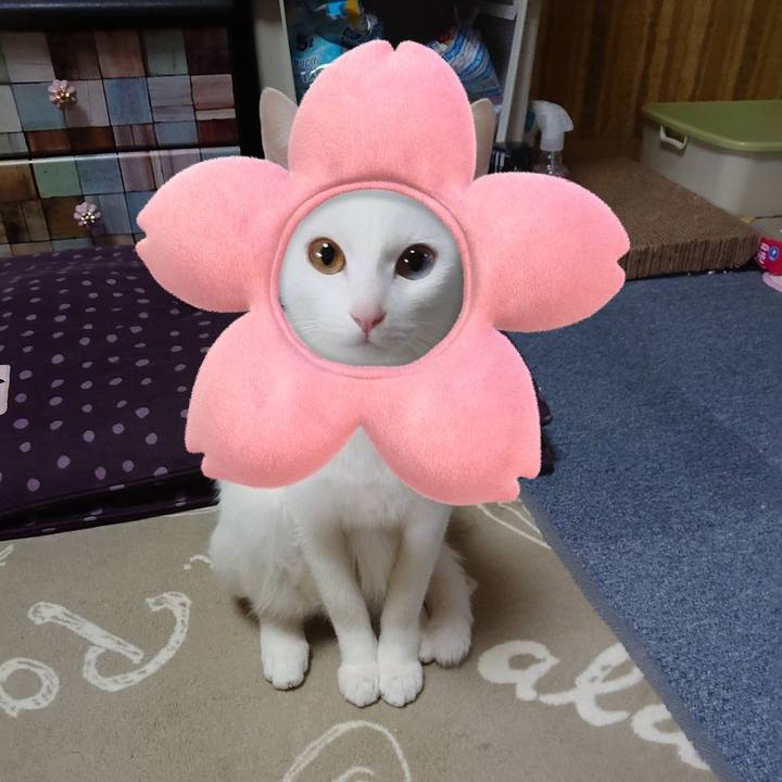 E2fcc9da 7f84 4dd7 8905 6b3a9f30eea0 1584741743312