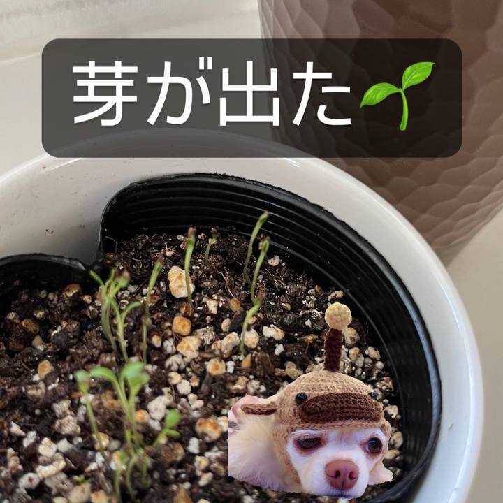 E2fcdd7e 2e37 45bf 8353 cbf9df602568 1711964911599