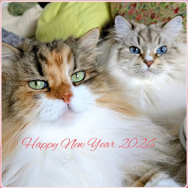 E3010735 e243 494e bb05 00ae8487f716 1767408731830