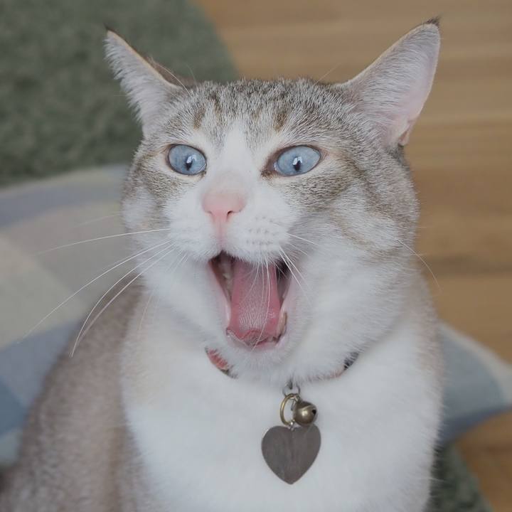 E301e487 e8bb 4d19 87cd 44e3c6a3d3e4 1619580827520