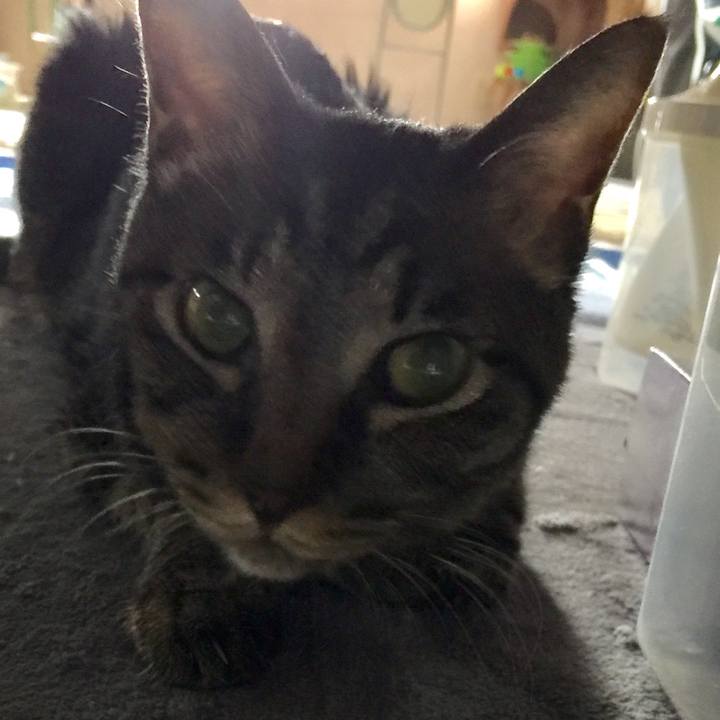 E30306ab c706 4fba b497 d217f1bd38e6 1533459480834