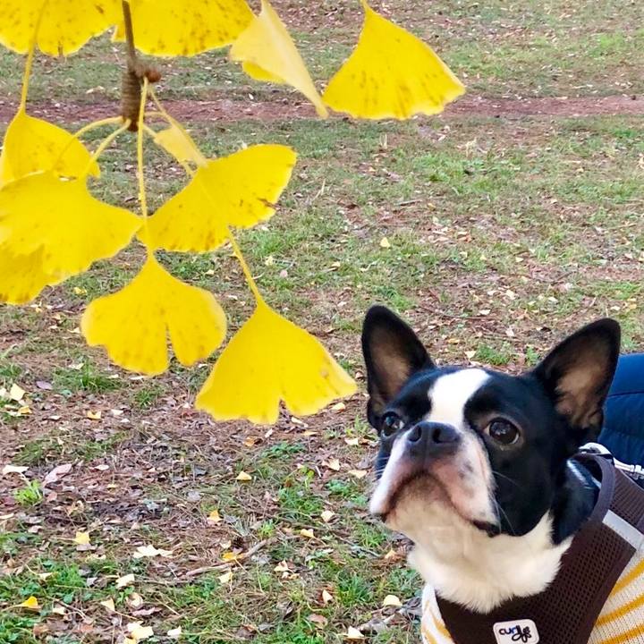 E3051800 4700 42fd b184 632c723a36d2 1543385439527