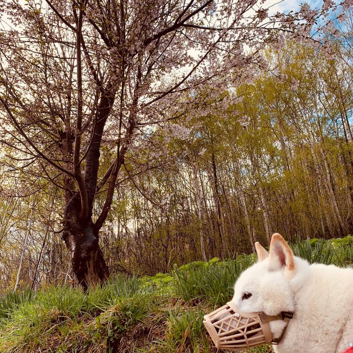 E307fec0 6289 44a7 a3e7 06d0867f1b54 1588837357650