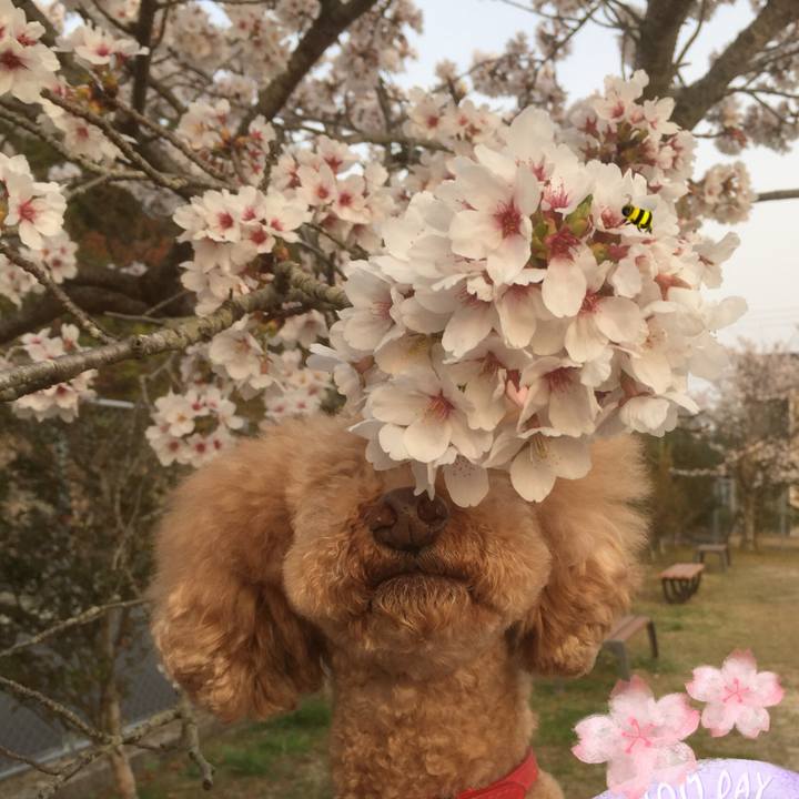 E30a977e 6a5f 432c a4bf 8a5edf2b4e04 1522575661447