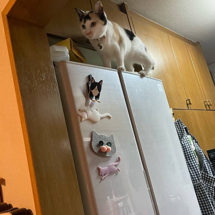 E30de8d5 146e 4f77 9a09 3cff252565fa 1746020392926