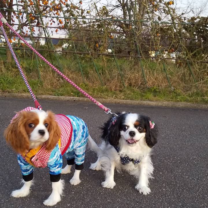 E311c817 2dd7 402e bef0 cd266f8b36e5 1575112097471