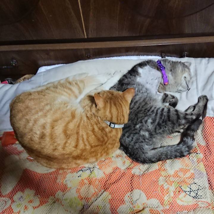 E3148418 23e4 4746 bb9b 2f6ae90cc209 1588425459200