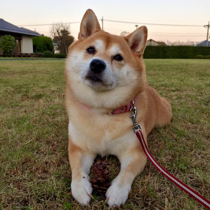 E31a2da8 afaa 491e 82c4 fc4482533bfa 1541319514451