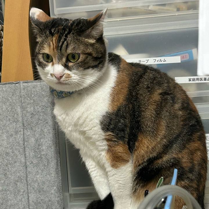 E31aa5f9 f153 4409 be36 02f70f2f8cc7 1761207804963