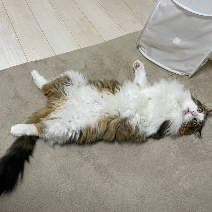 E31b138e 32ec 483a 836b b04514216e0b 1733952062721