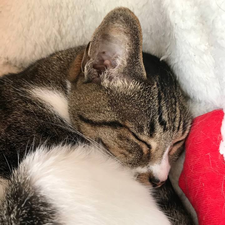 E31bfe80 1307 49c3 8a1b 8e00969d5bbc 1509586264549