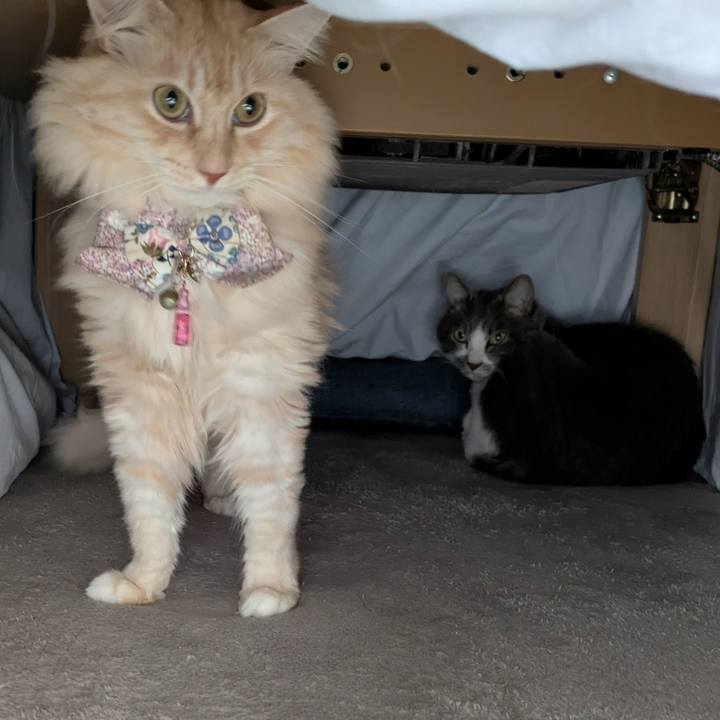 E32155de e281 4d0a 936c 31648f15faf2 1763952803612