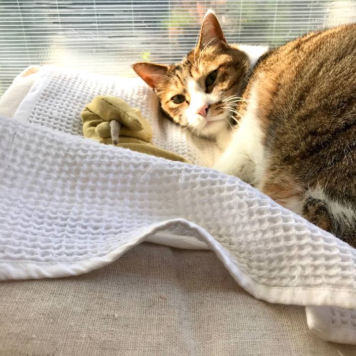 E3247d5e 55ad 4e44 8955 fa02c89015f6 1585795185534