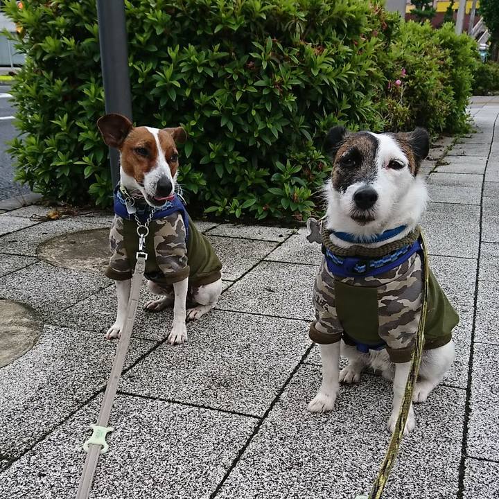 E329eda2 0996 4d86 8710 b0ecbe1dd2f8 1590186881984