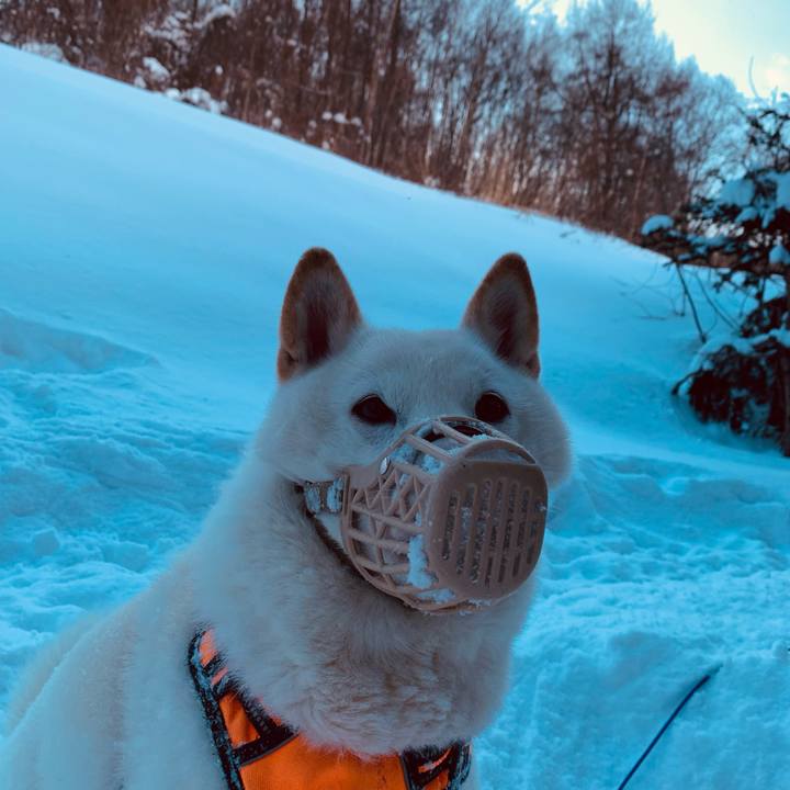 E32c4c52 db0a 4391 9e02 19c26ba97a06 1640480692576