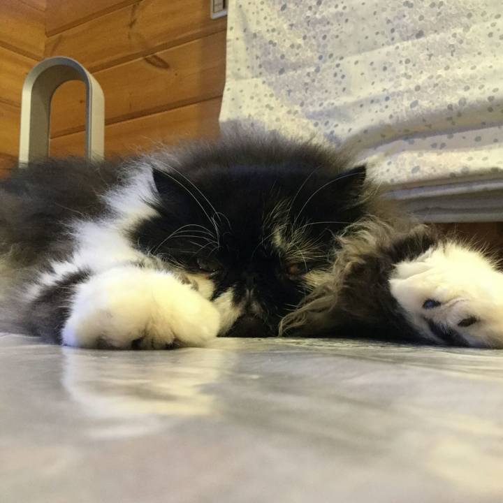 E32cdb0c 1713 488e b6a6 92dda17cbc67 1527602692144